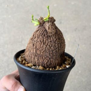 Alternative view of Stephania sverosa