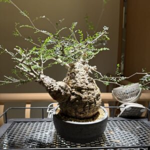 Operculicarya pachypus