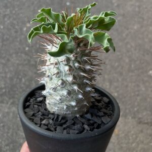 🌵 Pachypodium namaquanum