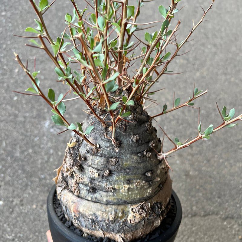 Fouquieria columnaris ‘Kanminetama’ - Image 2