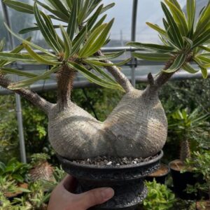 Alternative view of Pachypodium gracilius