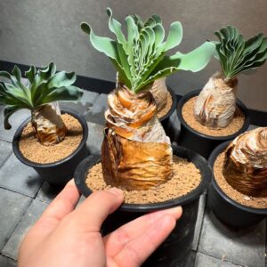 Alternative view of 🌺 Boophone disticha