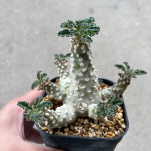 Alternative view of Dorstenia labranii