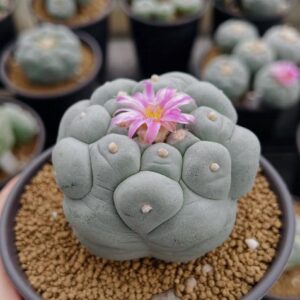 Lophophora williamsii (Peyote)