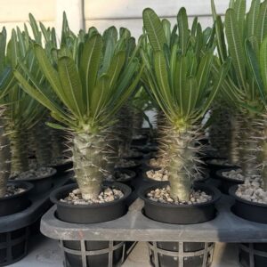 Alternative view of Pachypodium Ambongense