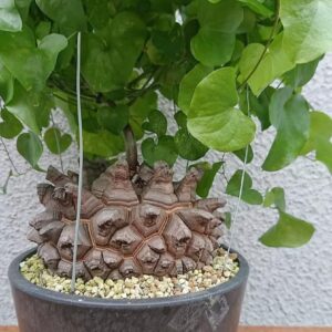 Alternative view of Dioscorea elephant