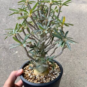 Alternative view of Dorstinia gigas bullata