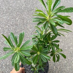 Alternative view of Dorstenia gigas