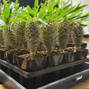 Alternative view of Pachypodium lamerei