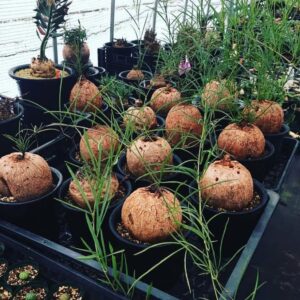 Alternative view of Ipomoea holubii