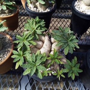 Euphorbia sp. “Fishbone”