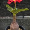 Pachypodium windsorii