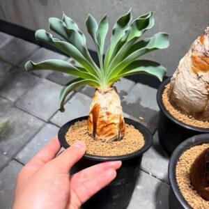 🌺 Boophone disticha