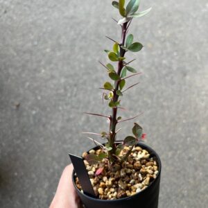 Alternative view of Fouquieria fasciculata