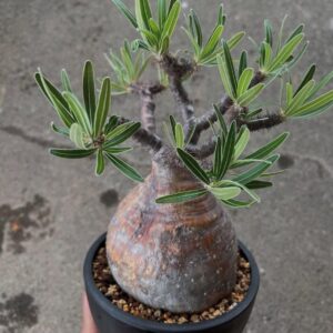 Alternative view of Pachypodium gracilius
