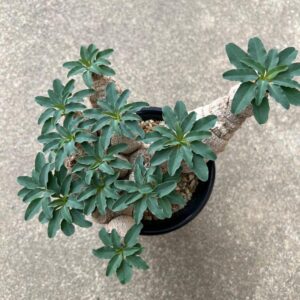 Alternative view of Euphorbia tuberosa