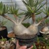 Pachypodium gracilius