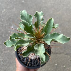 Alternative view of Pachypodium namaquanum ‘Koudou’