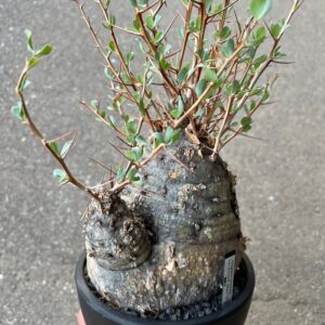 Fouquieria columnaris ‘Kanminetama’