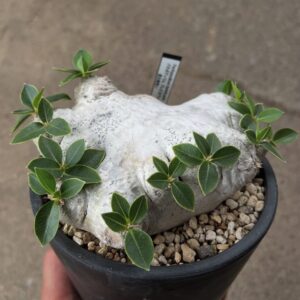 Pachypodium brevicaule