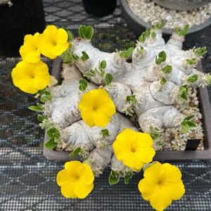 Pachypodium brevicaule