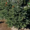 Fresh-Cut Noble Fir Christmas Tree