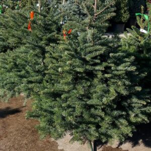 Fresh-Cut Noble Fir Christmas Tree