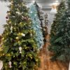 Premium Christmas Trees