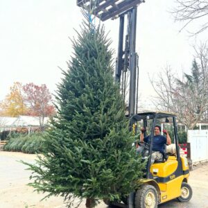 Alternative view of 13/14 ft Fraser Fir Tree