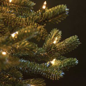 BH Fraser Fir