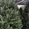 13/14 ft Fraser Fir Tree