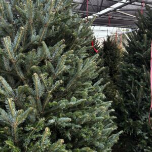 13/14 ft Fraser Fir Tree