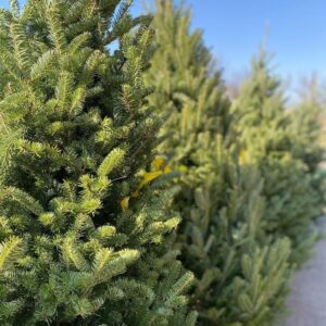 Live Christmas Trees