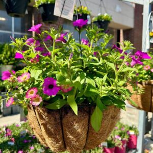 Mixed Spring & Summer Bloomers Flowers