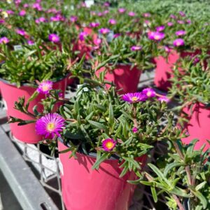 Alternative view of Mixed Spring & Summer Bloomers Flowers
