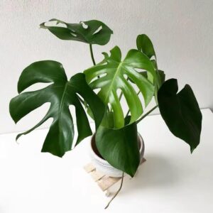 Alternative view of Monstera Deliciosa