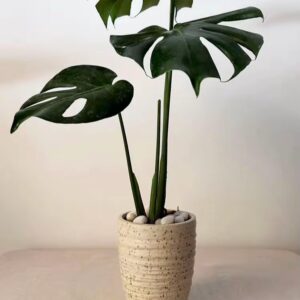 Alternative view of Swiss Cheese Plants