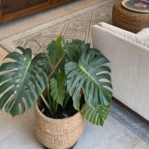 Alternative view of Monstera Swiss Cheese plants