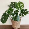 Monstera Swiss Cheese plants