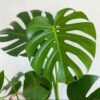 Monstera Deliciosa