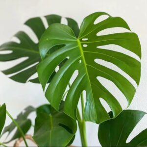 Monstera Deliciosa