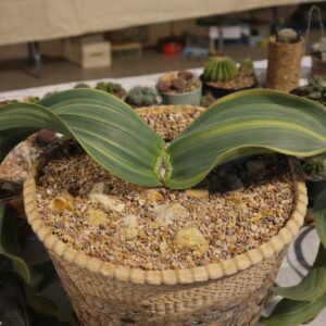 Mirabilis welwitschia